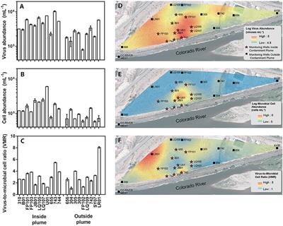 Abundance and Distribution of Microbial Cells and Viruses in an Alluvial Aquifer